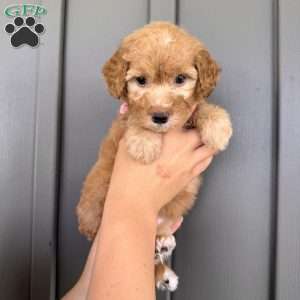 Lennon, Mini Goldendoodle Puppy
